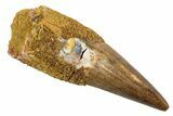Juvenile Fossil Spinosaurus Tooth - Real Dinosaur Tooth #345879-1